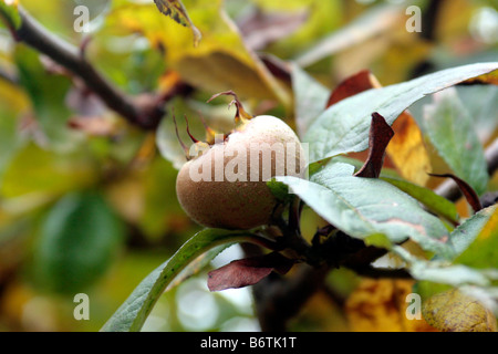 Medlers i termini "Mespilus germanica" Foto Stock