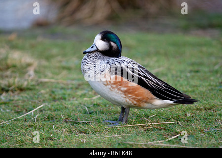 Chiloe wigeon Anas sibilatrix nativo maschio in Sud America Foto Stock