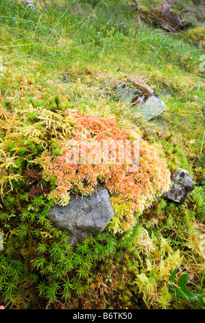 Sphagnum moss poss capillifolium S o S magellanicum crescendo in Glen Quoich circondato da Marsh capelli moss Polytrichum commune. Foto Stock