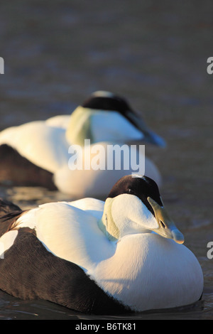 Eider maschio anatre Somateria mollissima, England, Regno Unito Foto Stock