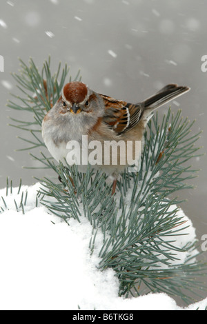 American tree Sparrow arroccato nella struttura ad albero di abete rosso con la neve - Verticale Foto Stock