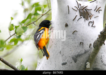 Baltimore Rigogolo mangiare tenda bruchi Foto Stock