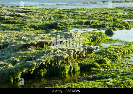 Alga verde reef di copertura esposto a bassa marea Foto Stock