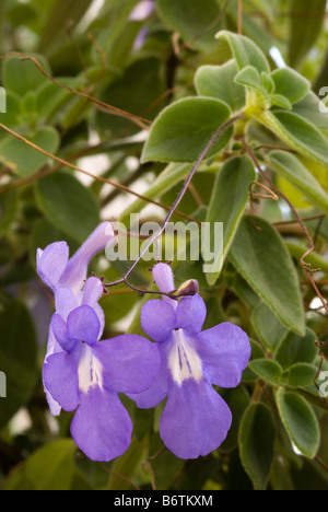 Cape Primrose, False African Violet (saxorum Streptocarpus, Gesneriaceae) Fiori Foto Stock