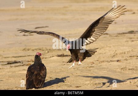 La Turchia Vulture Sbarco sulla spiaggia Cathartes aura Foto Stock