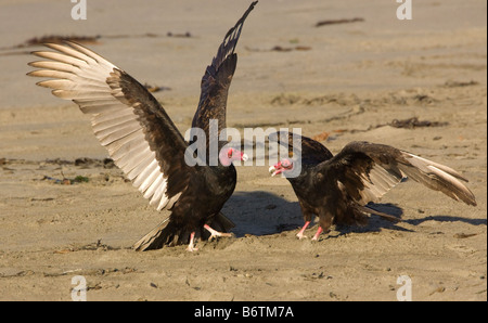 Due Turchia avvoltoi combattimenti Cathartes aura Foto Stock