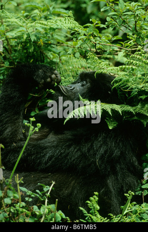 Gorilla di Montagna (Gorilla gorilla beringei) femmina alimentazione, montagne Virunga, Ruanda Foto Stock