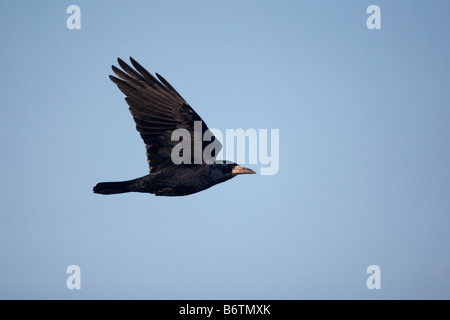 Rook Corvus frugilegus in volo GLOUCESTERSHIRE REGNO UNITO Foto Stock
