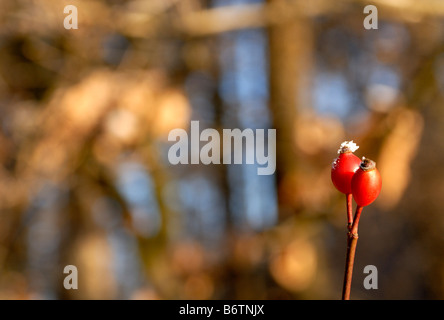 La rosa canina autunno in Europa Foto Stock