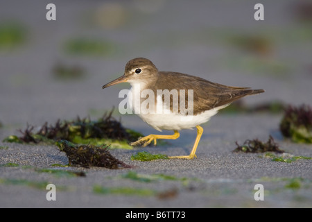 Spotted Sandpiper (Actitis macularia) camminando lungo una spiaggia Foto Stock