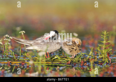 Un adulto e un giovane pulcino che pulire se stessi il piumaggio Foto Stock