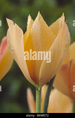 Tulipa linifolia Batalinii (Gruppo) 'fascino di bronzo" (Tulip) Varie gruppo. Foto Stock