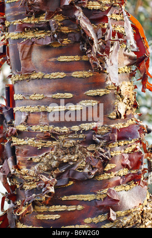 PRUNUS RUFA himalayana di corteccia di ciliegio Foto Stock