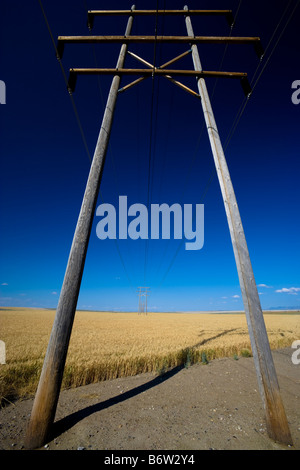 Elettricità tralicci scomparendo in lontananza oltre il campo di mais in Great Falls, Montana, Stati Uniti Foto Stock