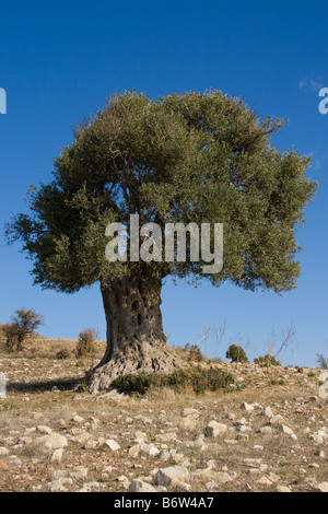 Antico albero d'ulivo. Paesaggio dei campi e delle fattorie dei Monti Troodos, Cipro, UE Foto Stock