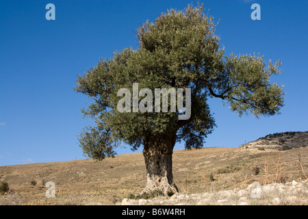 Antico olivo nei campi e aziende agricole nei Monti Troodos, Cipro, UE Foto Stock