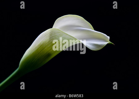 Calla Lily su sfondo nero Foto Stock