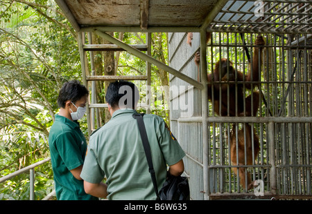 Ministero indonesiano della silvicoltura visite ufficiali orangutan centro di riabilitazione in Sumtra, Indonesia Foto Stock