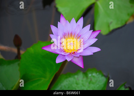 Fiore di loto, Maharashtra, India Foto Stock