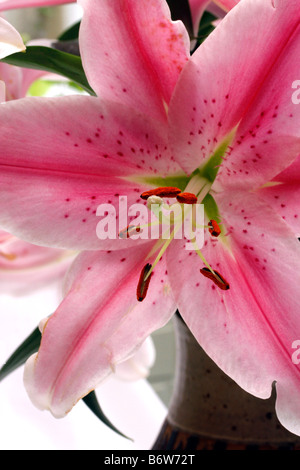 Close-up di un giglio colore rosa, Lilium Stargazer Foto Stock