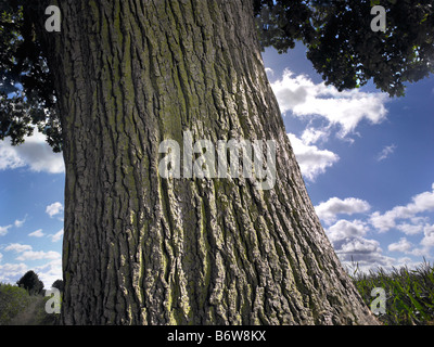 Close-up di un tronco di quercia Foto Stock