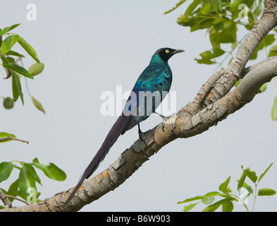 Lunga coda di lucida Lamprotornis Starling caudatus selvatica Foto Stock