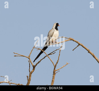 Namaqua Colomba Oena capensis selvatica Foto Stock