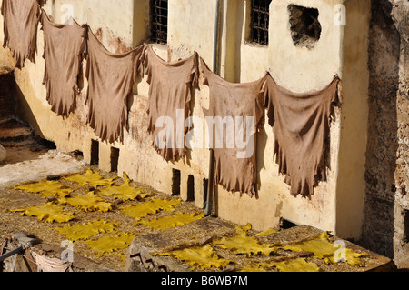 Pelli di animali essiccamento in una conceria, Fes Marocco Foto Stock
