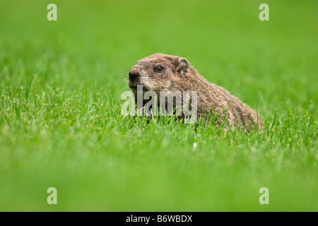 Marmotta [Marmota monax] marmotta in erba verde Foto Stock