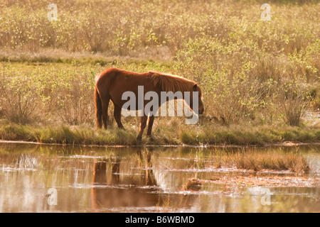 Chincoteague pony. Pony selvatici sono una popolare attrazione turistica in questa riserva naturale Foto Stock