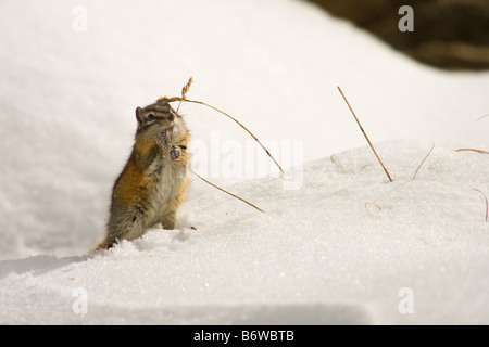 Almeno Scoiattolo striado (Eutamias minimus) rodendo sull'erba nella neve Foto Stock