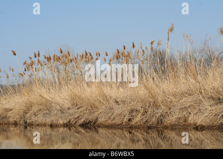 Tall marrone cresce erba liberamente lungo la riva del fiume Galien in Michigan Foto Stock