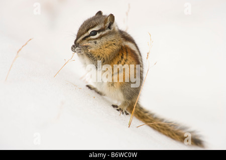 Almeno Scoiattolo striado (Eutamias minimus) rodendo sull'erba nella neve Foto Stock