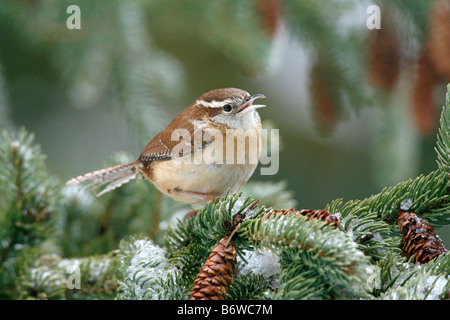 Carolina Wren arroccato nella coperta di neve albero di abete rosso Foto Stock