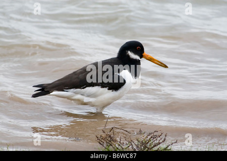 Oystercatcher Haematopus ostralegus Foto Stock