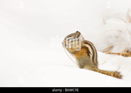 Almeno Scoiattolo striado (Eutamias minimus) rodendo sull'erba nella neve Foto Stock