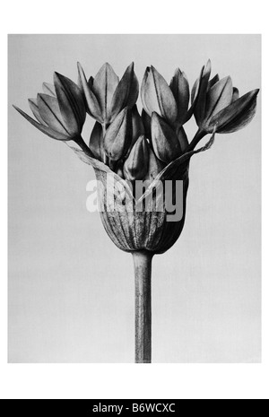 Infiorescenza di un garlicspecies Foto Stock