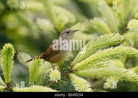 Scricciolo Foto Stock