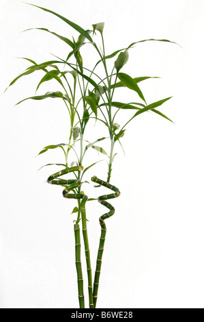 Tre steli di lucky bamboo Dracaena Sanderiana a significare la felicità su sfondo bianco Foto Stock