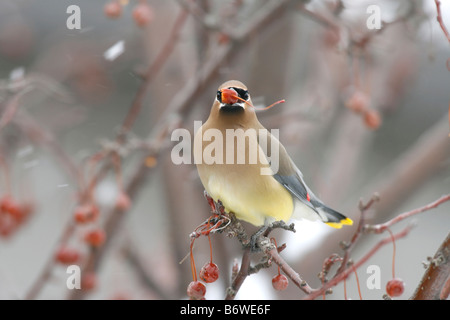 Il Cedar Waxwing mangiare i frutti di bosco da Crabapple Tree Foto Stock