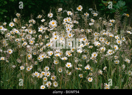 Close up white marguerites in fiore selvatico confine Foto Stock