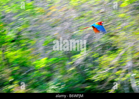 Red macaw Ara chloropterus volando sopra la dolina Buraco das Araras Bonito Mato Grosso do Sul in Brasile Foto Stock