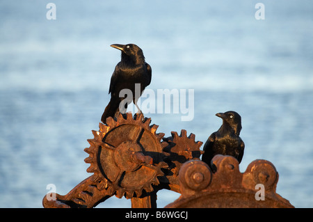 Australian Ravens Corvus coronoides e Rusty Cog porto di Newcastle Newcastle Nuovo Galles del Sud Australia Foto Stock