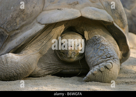 SAN DIEGO, CA - 24 Luglio: Close up di una tartaruga galapagos presso lo Zoo di San Diego 24 luglio 2004 in San Diego CA Foto Stock