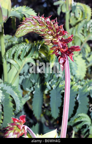 Il miele Flower-Melianthus major-famiglia Melianthaceae Foto Stock