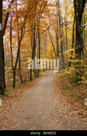 Piccola strada sterrata in esecuzione attraverso la foresta con colorati fogliame di autunno Foto Stock