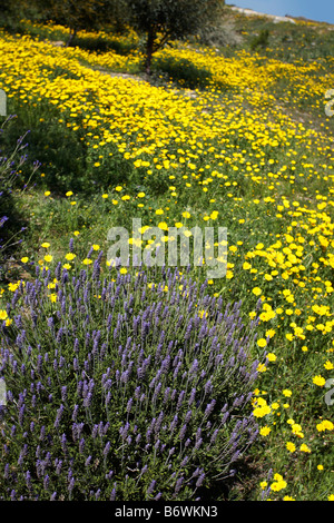 Piante di lavanda in campo della Wild margherite giallo Foto Stock