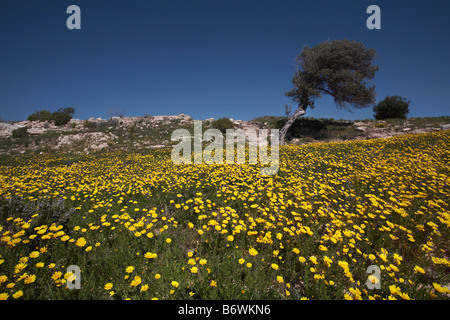 Albero di olivo in un campo di margherite selvatiche Foto Stock
