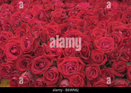 Il giorno di San Valentino rose rosa perenne fioritura vitigno arbusto genere Rosa Rosaceae dono, amore, romanticismo, close up Rose fiore naturale Foto Stock