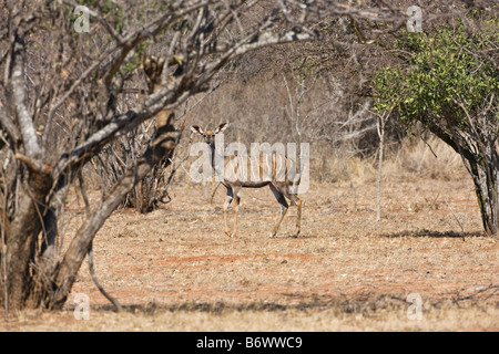 Africa, Kenya, Kajiado District, Ol Doinyo Orok. Un grande raduno di Guerrieri Maasai durante una cerimonia Eunoto Foto Stock